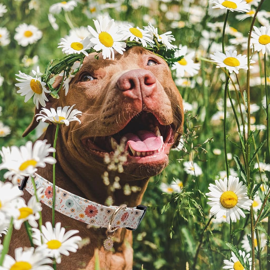 Qpets Floral Dog Collar for Small to Medium Dogs featuring Daisy Pendant and Metal D-Ring | Adjustable 36–60cm Soft Fabric Design