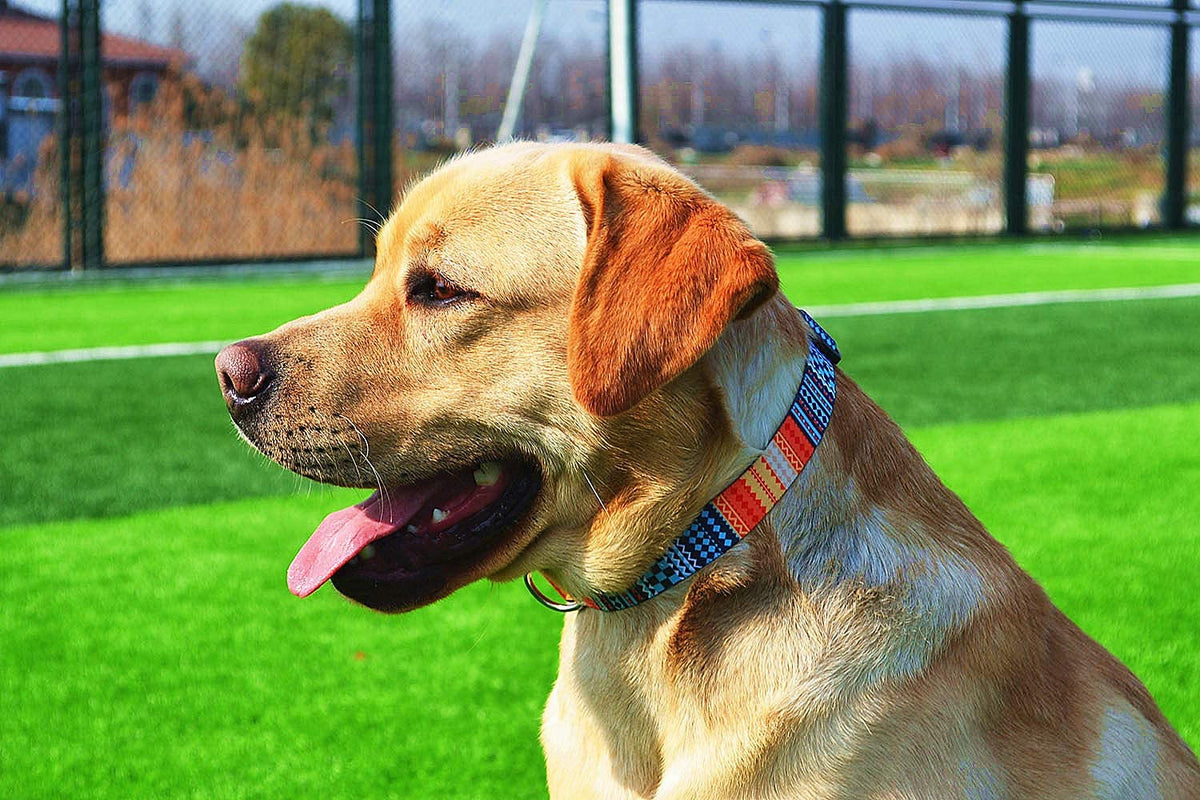 Qpets Dog Collar for Small Medium and Large Breeds with Safety Buckle & D Ring | 3 PCS Adjustable Nylon Patterned Set Size L 40 60cm