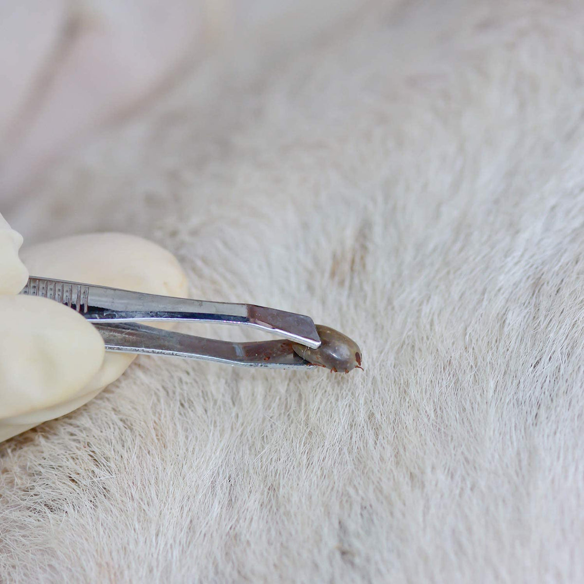 Qpets Flea Lice Comb Set for Cats and Dogs with 6 Pieces and Ergonomic Handle | Stainless Steel Teeth