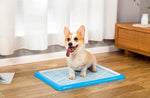 Qpets Dog Potty Tray for Indoor Training featuring Removable Mesh Grate and 19.7x14.2in Plastic Design | Blue