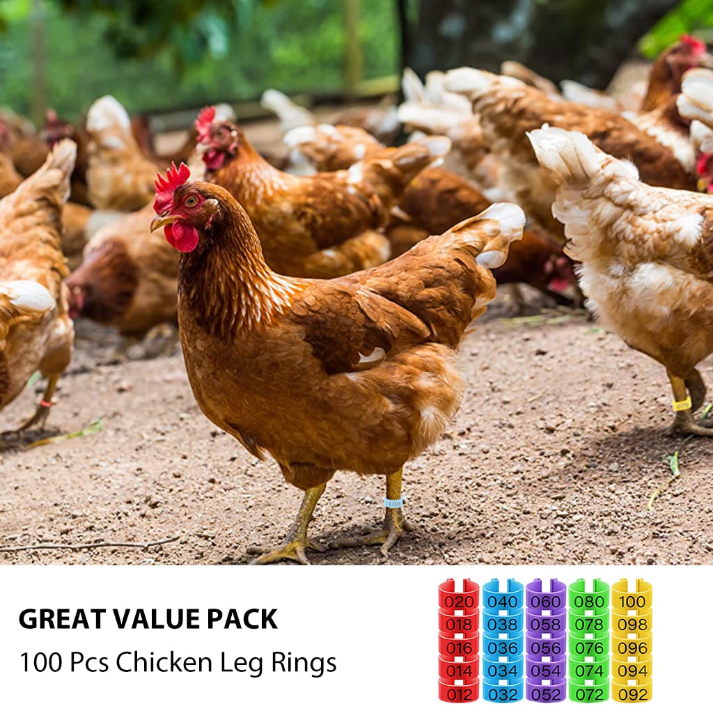 Qpets Birds Chicken Leg Rings for Poultry Identification with Laser Number Mark | 100 pcs in 5 Colors