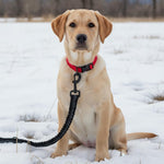 Qpets® No-Pull Dog Leash for Large Breeds - Dual Handle Shock Absorbing Lead Stops Lunging, Saves Your Arms 360° Tangle-Free with Reflective Stitching for Night Safety (Adjustable Size: 110-170cm)