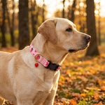 Qpets® Pink Strawberry Dog Collar Sweet Spring Summer Collars with Cute Strawberries Pattern for Female Girl Small Medium Large Dog-Pink-L