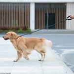Qpets 1.7m Dog Training Leash, Durable Light Reflecting Dog Leash, Soft Paded Handle Dogs Training Leash, Adjustable Dogs Leash Anti-Strain Leash Braided Rope for Small Medium Large Dog(Black)